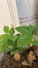發(fā)財樹(shù)盆栽綠植室內客廳桌面凈化空氣迷你擺件懶人好養花卉植物 單桿發(fā)財樹(shù)+方韻樹(shù)脂套盆 曬單實(shí)拍圖