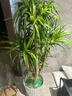 嘆為觀(guān)止 大型盆栽 單桿辮子發(fā)財樹(shù)天堂鳥(niǎo)綠蘿散尾葵辦公室內開(kāi)業(yè)喬遷禮品 多頭龍血樹(shù)1.5-1.7米【鉆石盆】 含盆 曬單實(shí)拍圖