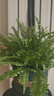波士頓蕨耐陰水培綠植霸王蕨盆栽大盆長(cháng)藤葉垂吊腎蕨客廳室內雨林 波斯頓蕨20-30cm高原盆土一盆 曬單實(shí)拍圖