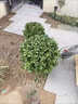 翩然冬青球樹(shù)苗地栽耐寒植物大葉黃楊球型庭院別墅圍墻籬笆樹(shù)綠化苗木 冬青球【70cm左右冠幅】【帶土球】 曬單實(shí)拍圖
