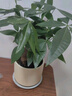 花翁招財好運盆景綠植盆栽A級大盆三桿發(fā)財樹(shù)（極簡(jiǎn)豎紋盆）源頭直發(fā) 曬單實(shí)拍圖