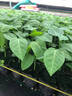 哥倫比亞熱情百香果苗純甜不酸南方種植陽(yáng)臺庭院盆栽四季當年結果 5棵【20-30厘米高】 15cm(含)-30cm(不含) 曬單實(shí)拍圖
