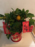 臨雅四季金桔樹(shù)盆栽帶果可食用年宵小橘子樹(shù)客廳室內好養花卉綠植盆景 四季金桔樹(shù)+紅色福桶盆+白塑托+吊牌 曬單實(shí)拍圖