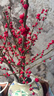 臨雅北美冬青盆栽帶紅果樹(shù)苗綠植盆景年宵真花植物2加侖*2源頭直發(fā) 曬單實(shí)拍圖