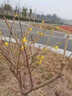 翩然臘梅花樹(shù)苗庭院地栽耐寒冬季開(kāi)花卉植物陽(yáng)臺濃香高桿原生素心臘梅 臘梅（花期才帶花苞） 3CM粗 高1.4米左右（耐寒耐凍帶土球 曬單實(shí)拍圖