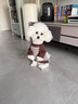 JCZS狗狗衣服秋冬天可牽引防掉毛雪納瑞泰迪博美比熊小型犬寵物打底衫 【綠色】條紋衫 L(建議8到12斤) 曬單實(shí)拍圖