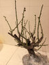 梅花盆栽帶花苞紅梅朱砂梅盆景造型老樁花卉陽(yáng)臺耐寒冬天開(kāi)花好養 綠梅提根老樁帶造型5厘米粗【帶花芽】 曬單實(shí)拍圖