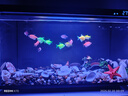 獨寵你森森同款超白魚(yú)缸小型免換水生態(tài)魚(yú)缸一體缸自循環(huán)自動(dòng)喂食LE480B 曬單實(shí)拍圖