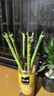 萌肉居龍竹水養綠植文昌竹盆栽富貴竹開(kāi)運竹40cm高6根不含瓶源頭直發(fā) 曬單實(shí)拍圖
