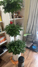 愛(ài)優(yōu)尚幸福樹(shù)盆栽客廳室內大型綠植辦公室喬遷新家綠寶凈化空氣源頭直發(fā) 曬單實(shí)拍圖