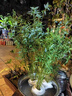 叢生鳳尾竹盆栽竹子庭院觀(guān)賞植物微型盆景米竹苗室內陽(yáng)臺四季常青 一叢30顆40-50CM高 不含盆 曬單實(shí)拍圖