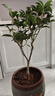 臨雅特級四季桂花盆栽濃香型綠植物室內花卉金桂花樹(shù)苗老樁陽(yáng)臺好養活 【6年苗】四季桂花50-60cm+原盆 曬單實(shí)拍圖