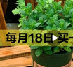 盆栽可食用新鮮薄荷葉盆栽清涼茶可做冷飲的香草室內好養植物 小盆薄荷0.5加侖盆 含盆 曬單實(shí)拍圖