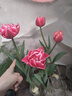 進(jìn)口荷蘭水培郁金香種球室內室外水養花卉植物盆栽四季耐寒五度球 蜜桃色5球（周長(cháng)8-10cm）+營(yíng)養液 曬單實(shí)拍圖