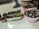 奧美優(yōu)長(cháng)方形花盆栽種菜神器家庭陽(yáng)臺加厚長(cháng)條形帶托盤(pán)多肉花盆不含綠植 曬單實(shí)拍圖