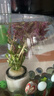 七葉島水草魚(yú)缸造景水草植物直接入缸水培植物蜈蚣草水溶懶人造景整套 【精品級】隨機1杯水草（送凈水環(huán)） 曬單實(shí)拍圖