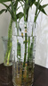 石子樹(shù)加厚大號富貴竹龍竹透明玻璃花瓶水培水養鮮干花客廳插花落地花瓶 口徑15高度40CM竹筒【加厚加重】 曬單實(shí)拍圖