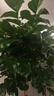 愛(ài)優(yōu)尚幸福樹(shù)盆栽客廳室內大型綠植辦公室喬遷新家綠寶凈化空氣源頭直發(fā) 曬單實(shí)拍圖