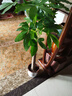 七葉島綠植發(fā)財樹(shù)綠植客廳大盆栽喬遷開(kāi)業(yè)步步高發(fā)財樹(shù)大盆落地綠植盆栽 【精品級】單桿發(fā)財樹(shù)1.4-1.5米 白色圓形樹(shù)脂盆【送接水盤(pán)＋肥料】 曬單實(shí)拍圖