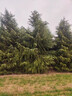 雪松樹(shù)苗圣誕樹(shù)苗四季常青寶塔松耐寒綠化松樹(shù)苗雪松苗迎客松小苗 雪松苗40-50厘米高(5棵) 其他 曬單實(shí)拍圖