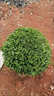 翩然小葉女貞球苗四季常青庭院綠化金葉女貞球樹(shù)苗球形樹(shù)耐寒耐凍苗木 小葉女貞球80cm冠幅/高80cm 左右帶土球 曬單實(shí)拍圖