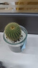 行湘仙人球多肉植物盆栽辦公室室內小擺件 金冠+圓柱玻璃瓶 源頭直發(fā) 曬單實(shí)拍圖