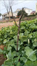 梨樹(shù)苗嫁接秋月梨碭山梨庭院陽(yáng)臺盆地栽南北方種植梨樹(shù)果樹(shù)苗木 梨樹(shù)苗1cm粗【優(yōu)質(zhì)壯苗】 曬單實(shí)拍圖