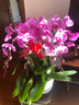 鮮花情大花蝴蝶蘭盆栽帶花盆【專(zhuān)人送花】喬遷禮物送爸媽長(cháng)輩同事 6株粉色蝴蝶蘭-底盆隨機可選A 今日達-同城配送到家-可預定 曬單實(shí)拍圖