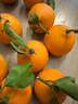 廣供天下 四川蒲江耙耙柑春見(jiàn)柑橘當季新鮮水果現摘整箱柑橘 4.5斤70-75mm 曬單實(shí)拍圖