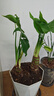 意軒滴水觀(guān)音大葉綠植千手觀(guān)音盆栽老樁室內客廳面水培植物耐陰花卉 單發(fā)植物 滴水觀(guān)音單頭40-50厘米 曬單實(shí)拍圖