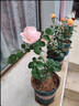 玫瑰花苗月季小苗四季開(kāi)花陽(yáng)臺盆栽花卉庭院爬藤綠植物大藤本薔薇 艾莎玫瑰【四季大花濃香】灌木類(lèi) 曬單實(shí)拍圖