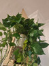 長(cháng)藤綠蘿盆栽室內花卉大葉綠籮水養盆景桌面辦公客廳水培垂吊綠植 精品2白盆藤長(cháng)80cm左右帶吸水盆 曬單實(shí)拍圖