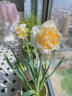 臨雅洋水仙花種球水培植物水仙室內客廳球根花卉盆栽混合3球源頭直發(fā) 曬單實(shí)拍圖