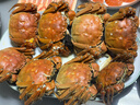【活蟹】陽(yáng)澄聯(lián)合鮮活大閘蟹現貨公3.5-3.8兩 母2.5-2.8兩 4對8只螃蟹年貨禮盒源頭直發(fā) 曬單實(shí)拍圖