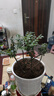 御春閣小葉紫檀樹(shù)苗黑骨茶室內陽(yáng)臺盆栽花卉綠植耐寒四季常青微景觀(guān)樁形 大號5根一盆30厘米高左右 曬單實(shí)拍圖