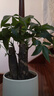 花翁招財好運盆景綠植盆栽A級大盆三桿發(fā)財樹(shù)（極簡(jiǎn)豎紋盆）源頭直發(fā) 曬單實(shí)拍圖
