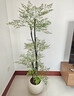 花行榜大型綠植客廳室內盆栽花卉南天竹4-6分支1.3-1.5m圓球盆源頭直發(fā) 曬單實(shí)拍圖