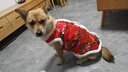 萌嘟星寵 寵物狗狗衣服貓咪小狗小貓小型犬幼犬新年保暖服飾東北大花襖3XL 曬單實(shí)拍圖