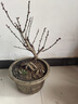 精品帶花苞紅梅綠梅盆景老樁梅花大花型冬季耐寒開(kāi)骨里紅盆栽庭院 紅梅：10年盆景老樁【帶花苞芽】當年開(kāi)花 帶花苞發(fā)貨 曬單實(shí)拍圖