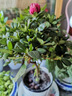 泰西絲杜鵑花盆栽花卉客廳綠植擺件 紅色大苗+中號現代陶瓷盆 源頭直發(fā) 曬單實(shí)拍圖