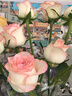 愛(ài)莎玫瑰10枝 曬單實(shí)拍圖