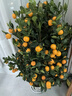 愛(ài)惜金桔盆栽四季大型觀(guān)賞金橘室內年橘年宵花卉年桔子樹(shù)植物帶果發(fā)貨 90-100公分（不帶盆）送配飾 曬單實(shí)拍圖