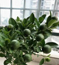 JCZS四季金桔橘樹(shù)苗脆皮帶果植物室內陽(yáng)臺綠植觀(guān)果年宵小橘子樹(shù)好養 【帶果發(fā)貨】四季金桔樹(shù)+紋理盆 曬單實(shí)拍圖