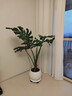 臨雅龜背竹大型綠植客廳盆栽室內大葉老樁植物落地1.5m圓球盆源頭直發(fā) 曬單實(shí)拍圖