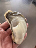 果滋康乳山生蠔特大新鮮帶殼生蠔鮮活新鮮發(fā)貨牡蠣乳山生蠔海鮮禮盒整箱 20斤裝(約82-84個(gè)) 曬單實(shí)拍圖