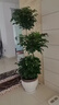 呆果丁幸福樹(shù)客廳大盆栽綠植室內大型花卉盆景綠植辦公室植物落地大盆栽 單桿幸福樹(shù)60-80cm（白色鉆石盆） 曬單實(shí)拍圖
