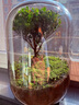 封茗【生命之樹(shù)】生態(tài)瓶苔蘚微景觀(guān)青苔造景缸植物辦公室綠植桌面盆栽 生命之樹(shù)微景觀(guān)(煙灰款) 曬單實(shí)拍圖