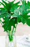 年宵花春節特價(jià)龍鱗春羽水培植物綠蘿盆栽花卉富貴竹龜背竹天堂鳥(niǎo) 02：精品春羽20-25cm【1棵】送營(yíng)養液 曬單實(shí)拍圖
