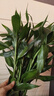佳賀（JIAHE）富貴竹水培植物客廳招發(fā)財竹子節節高綠蘿綠植盆栽花卉植物室內花 【新店促銷(xiāo)】富貴竹60-70cm 8支裝 曬單實(shí)拍圖