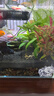 瘋狂水草（FKSC）魚(yú)缸水草凈化水質(zhì)套餐蜈蚣草陰性水草浮萍植物活體水培矮珍珠 【組合二】血心蘭+中柳+南極杉 曬單實(shí)拍圖